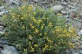 Helichrysum italicum subsp. tyrrhenicum
